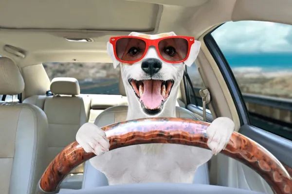 Fur-tastic Adventures: The Ultimate Guide to Picking the Best SUV for Dog Owners