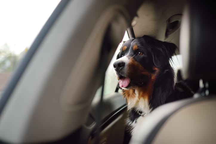 The Perfect Ride for You and Your Furry Copilot: Top Cars for Dog Owners in 2024