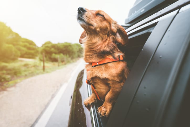The Pet-Friendly Ride: Cars with the Most Cargo Space and Comfort Features for Pets